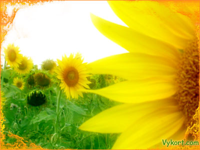 Solrosor