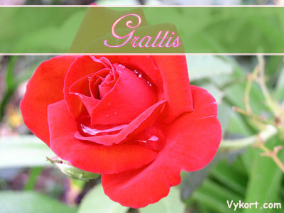 Grattis