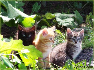 Kattungar