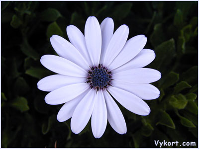 Blomma