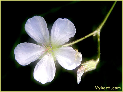 Blomma