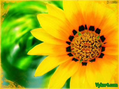 Solros