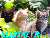 Kattungar