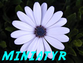 Blomma