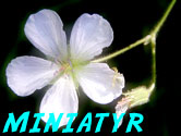 Blomma