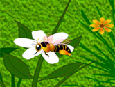 Honey hunt